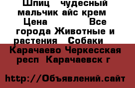 Шпиц - чудесный мальчик айс-крем › Цена ­ 20 000 - Все города Животные и растения » Собаки   . Карачаево-Черкесская респ.,Карачаевск г.